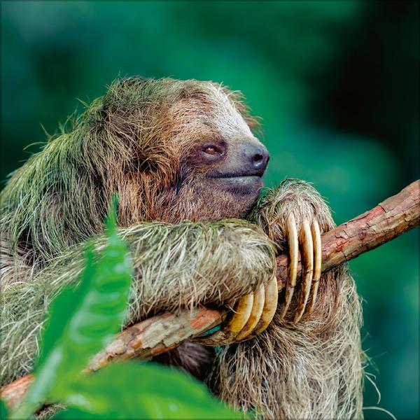 Beispielinhalt (Bild) Faultier 2026