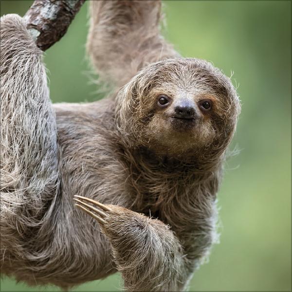 Beispielinhalt (Bild) Faultier 2026