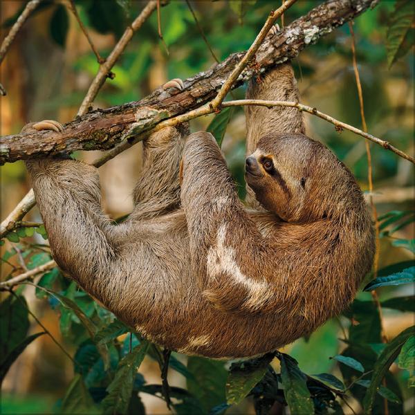 Beispielinhalt (Bild) Faultier 2026