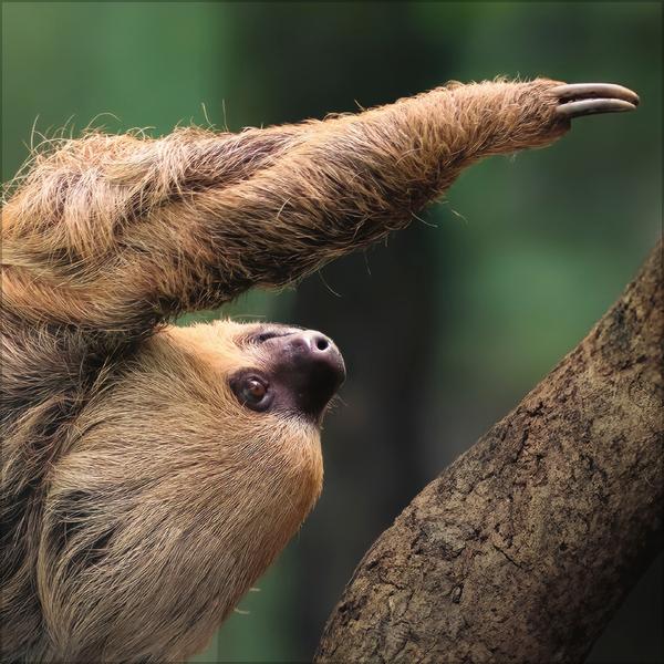 Beispielinhalt (Bild) Faultier 2026