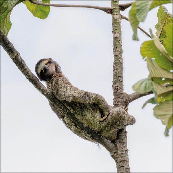 Beispielinhalt (Bild) Faultier 2026