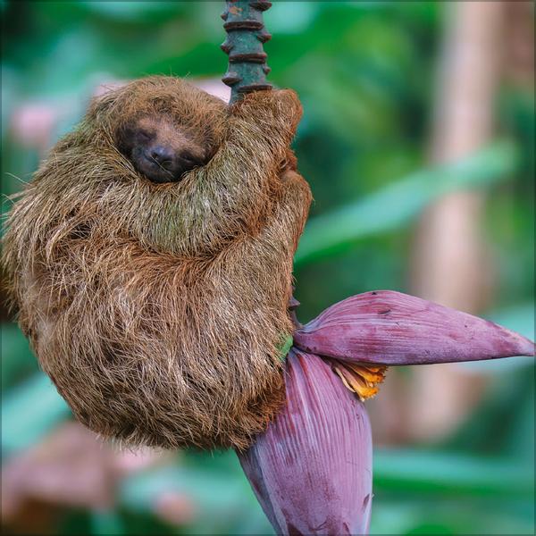 Beispielinhalt (Bild) Faultier 2026