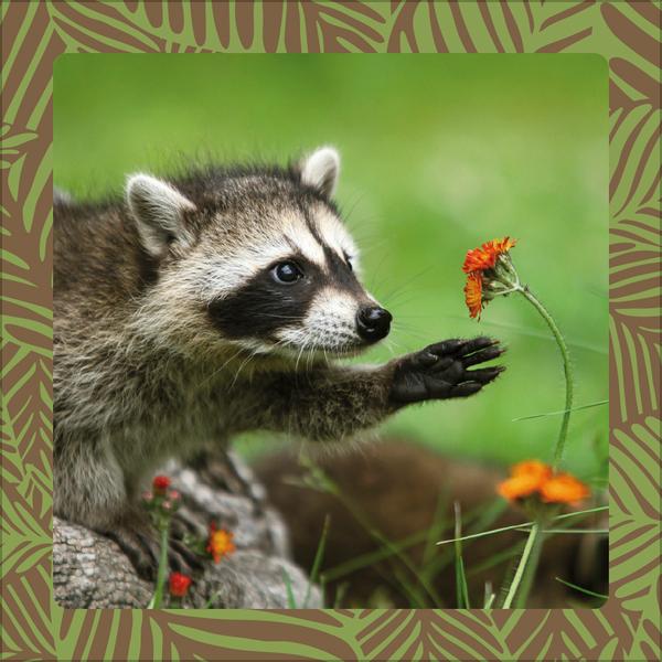 Beispielinhalt (Bild) Achtung wild - Tiere aus aller Welt 2026