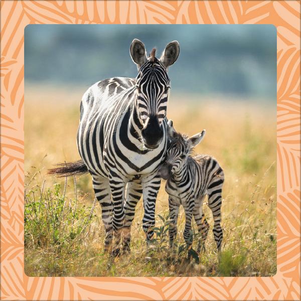 Beispielinhalt (Bild) Achtung wild - Tiere aus aller Welt 2026