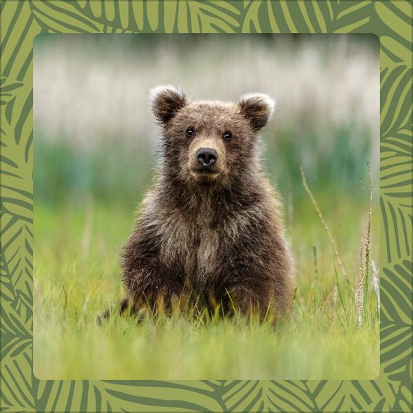 Beispielinhalt (Bild) Achtung wild - Tiere aus aller Welt 2026