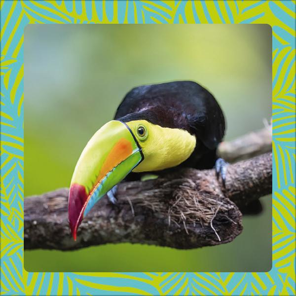 Beispielinhalt (Bild) Achtung wild - Tiere aus aller Welt 2026