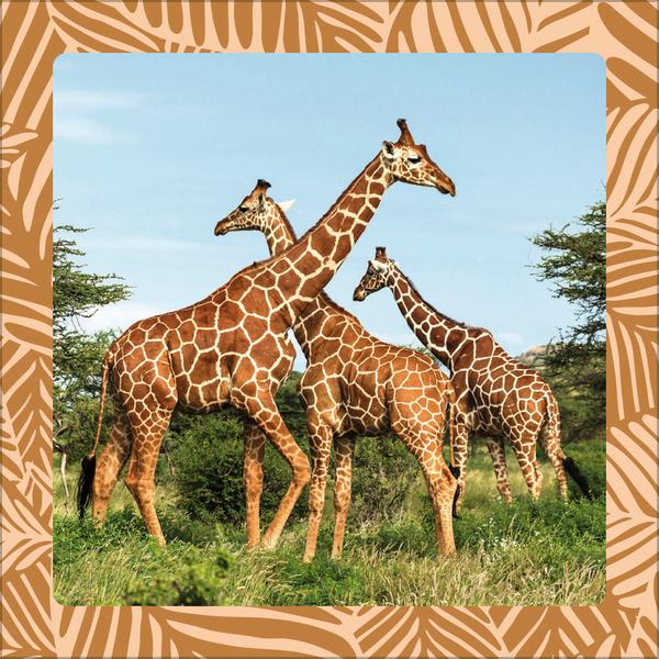 Beispielinhalt (Bild) Achtung wild - Tiere aus aller Welt 2026