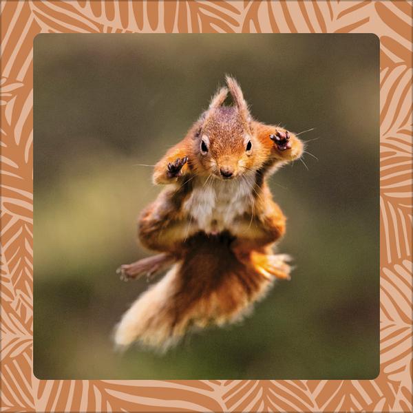 Beispielinhalt (Bild) Achtung wild - Tiere aus aller Welt 2026