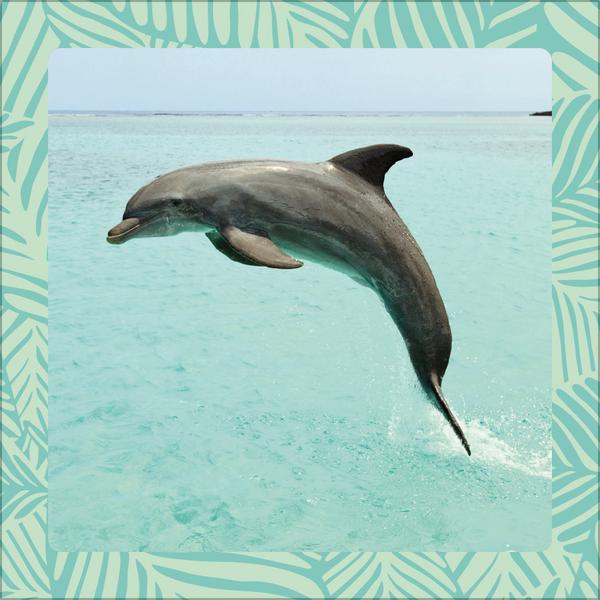 Beispielinhalt (Bild) Achtung wild - Tiere aus aller Welt 2026