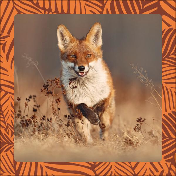 Beispielinhalt (Bild) Achtung wild - Tiere aus aller Welt 2026