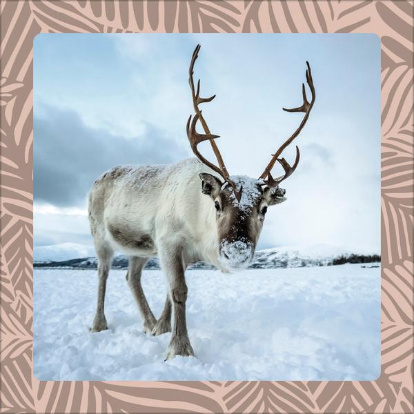 Beispielinhalt (Bild) Achtung wild - Tiere aus aller Welt 2026