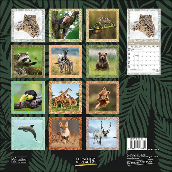 Beispielinhalt (Bild) Achtung wild - Tiere aus aller Welt 2026