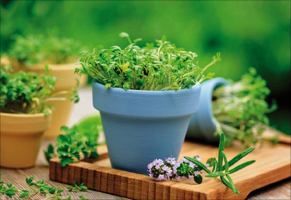 Beispielinhalt (Bild) Kräuter und Gewürze 2026