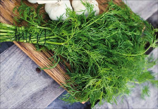 Beispielinhalt (Bild) Kräuter und Gewürze 2026