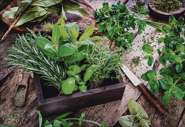 Beispielinhalt (Bild) Kräuter und Gewürze 2026