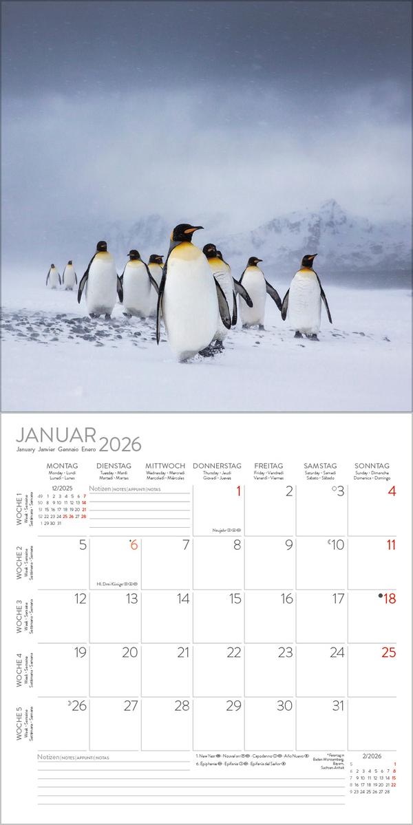 Beispielinhalt (Bild) Pinguine 2026