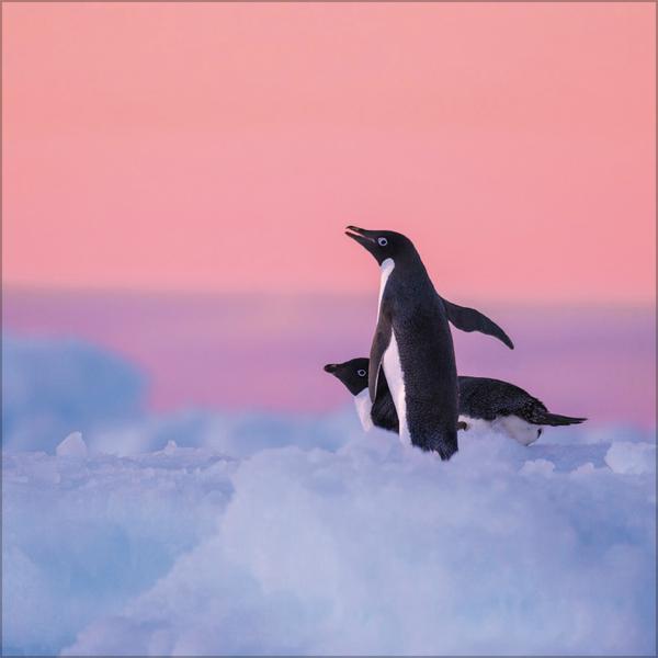 Beispielinhalt (Bild) Pinguine 2026