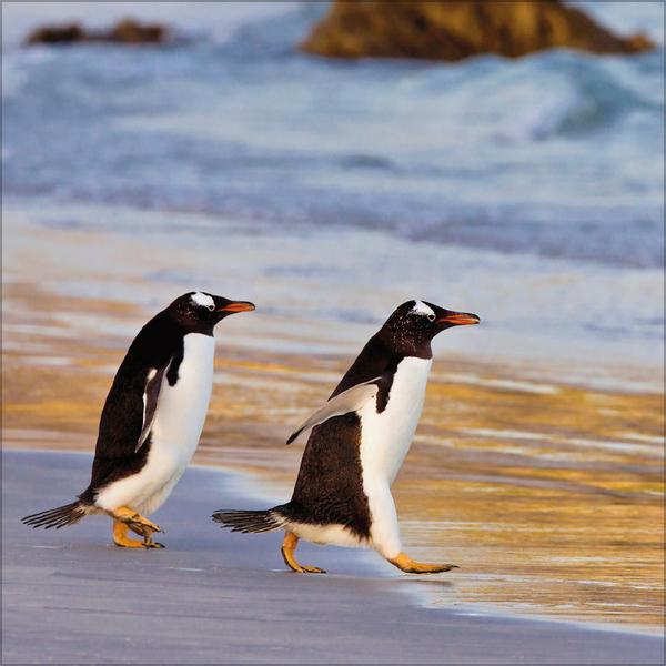 Beispielinhalt (Bild) Pinguine 2026