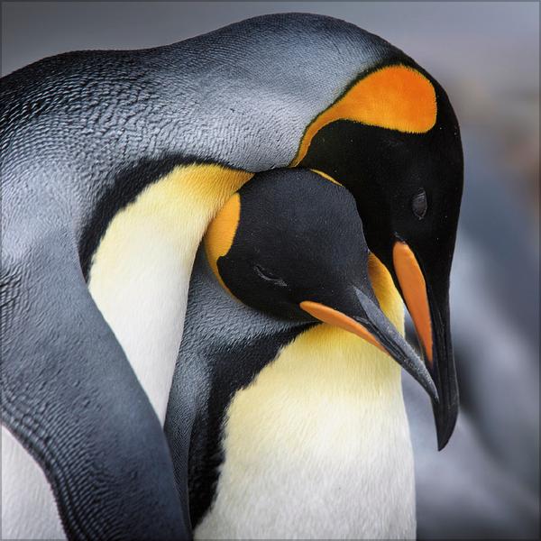 Beispielinhalt (Bild) Pinguine 2026