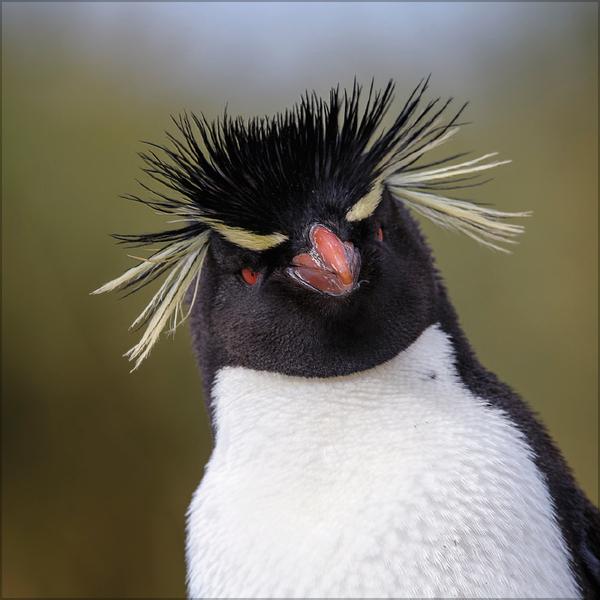 Beispielinhalt (Bild) Pinguine 2026