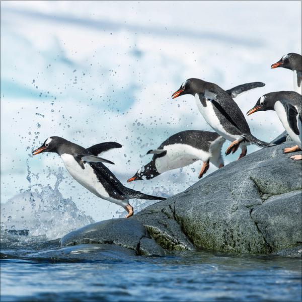 Beispielinhalt (Bild) Pinguine 2026