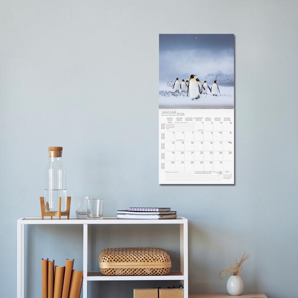 Beispielinhalt (Bild) Pinguine 2026