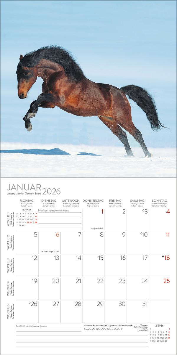 Beispielinhalt (Bild) Horses 2026