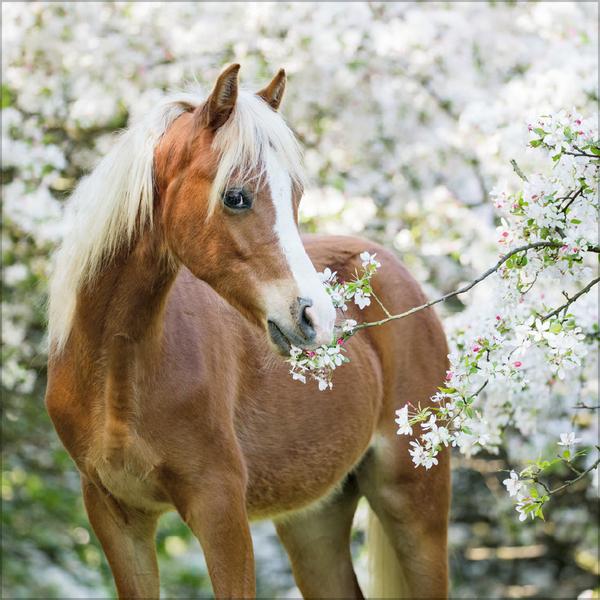 Beispielinhalt (Bild) Horses 2026