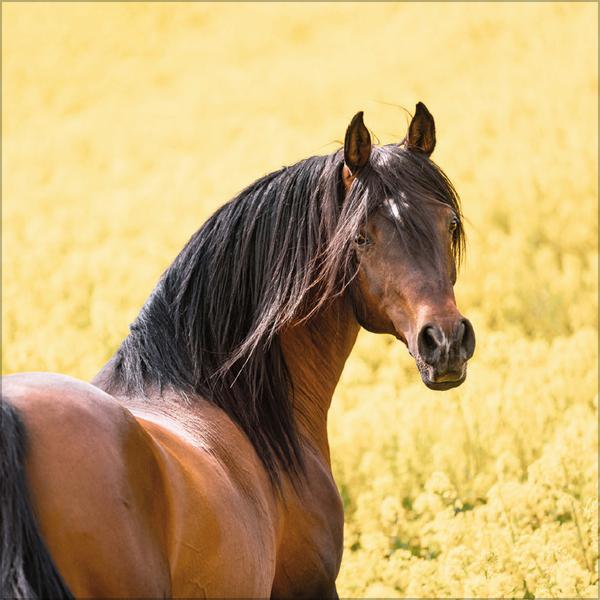 Beispielinhalt (Bild) Horses 2026