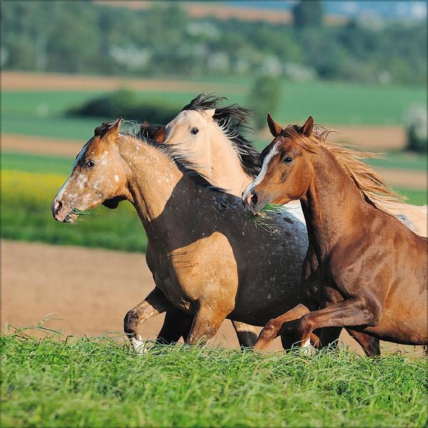 Beispielinhalt (Bild) Horses 2026