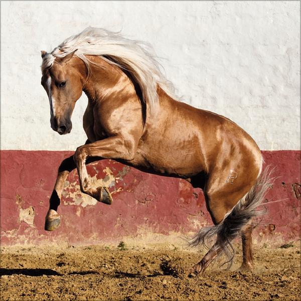 Beispielinhalt (Bild) Horses 2026