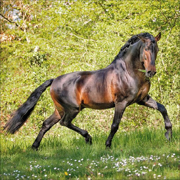 Beispielinhalt (Bild) Horses 2026