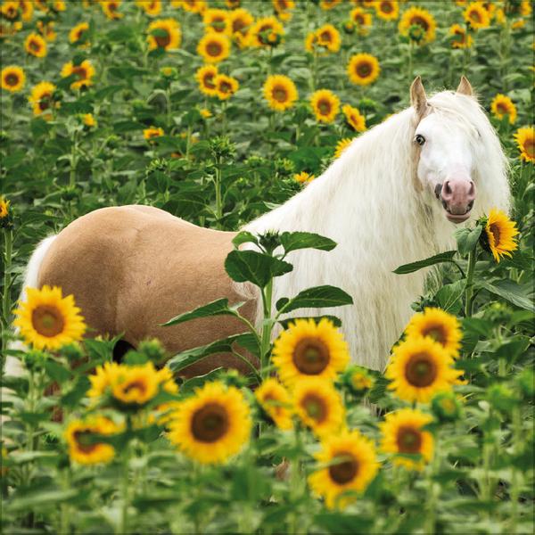 Beispielinhalt (Bild) Horses 2026