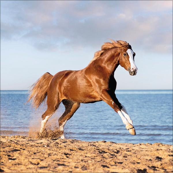 Beispielinhalt (Bild) Horses 2026