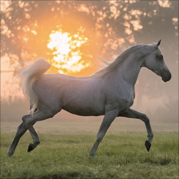 Beispielinhalt (Bild) Horses 2026