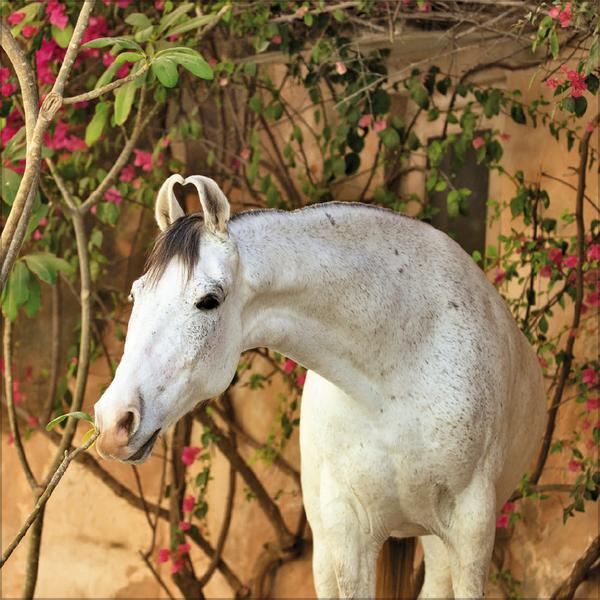 Beispielinhalt (Bild) Horses 2026