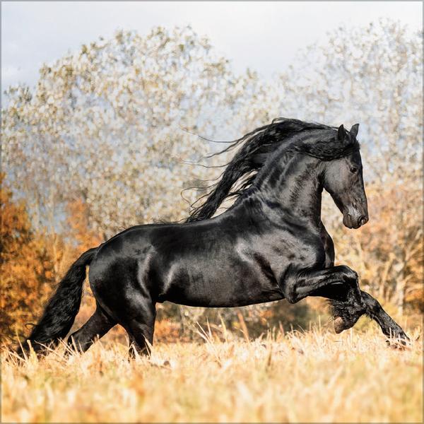 Beispielinhalt (Bild) Horses 2026