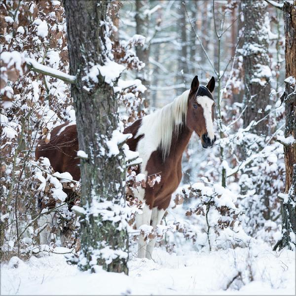 Beispielinhalt (Bild) Horses 2026