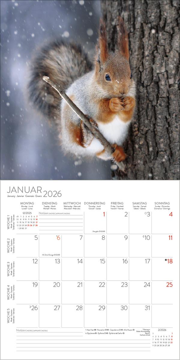 Beispielinhalt (Bild) Eichhörnchen 2026