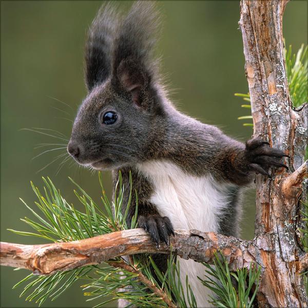 Beispielinhalt (Bild) Eichhörnchen 2026