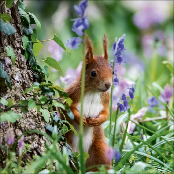 Beispielinhalt (Bild) Eichhörnchen 2026