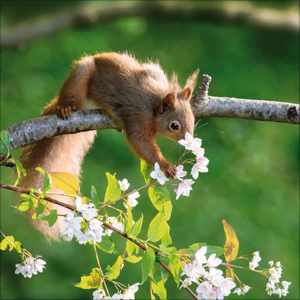 Beispielinhalt (Bild) Eichhörnchen 2026