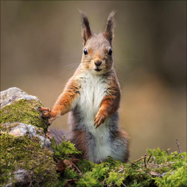 Beispielinhalt (Bild) Eichhörnchen 2026