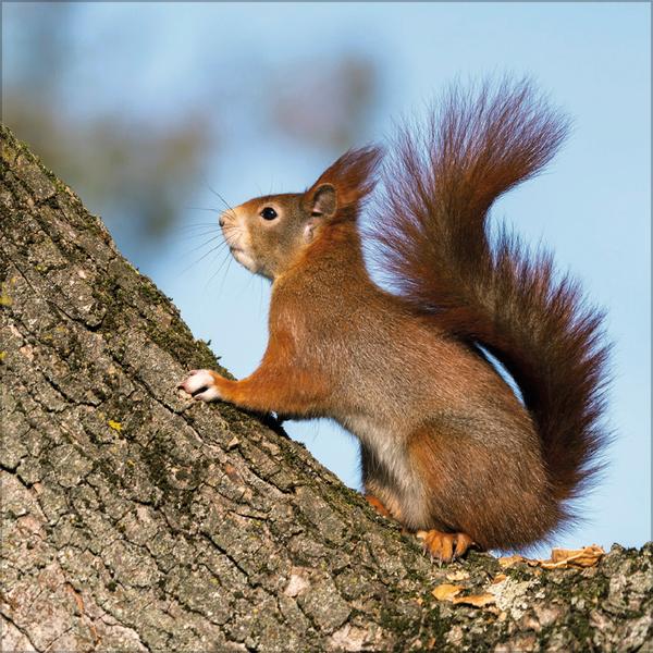 Beispielinhalt (Bild) Eichhörnchen 2026