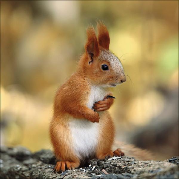 Beispielinhalt (Bild) Eichhörnchen 2026