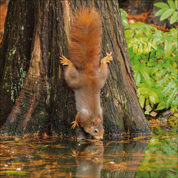 Beispielinhalt (Bild) Eichhörnchen 2026