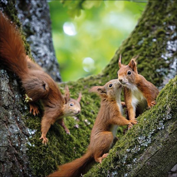 Beispielinhalt (Bild) Eichhörnchen 2026