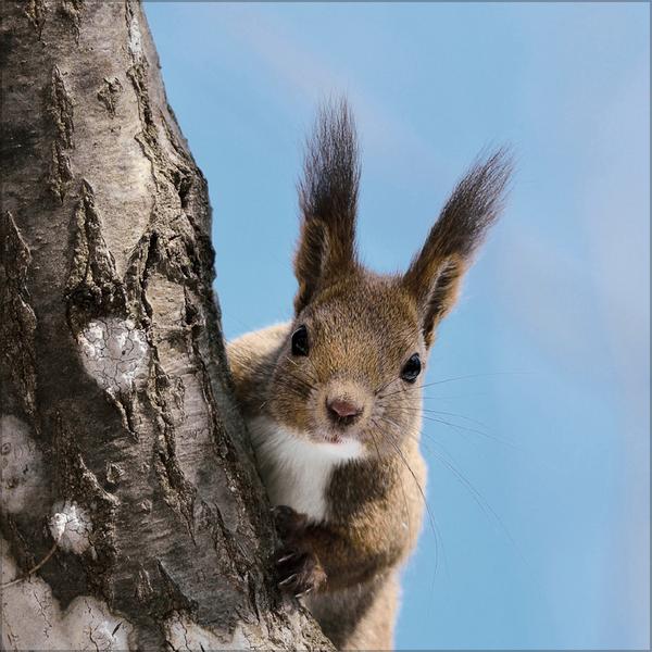 Beispielinhalt (Bild) Eichhörnchen 2026