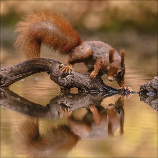 Beispielinhalt (Bild) Eichhörnchen 2026