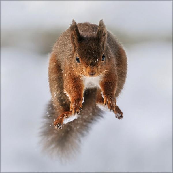 Beispielinhalt (Bild) Eichhörnchen 2026